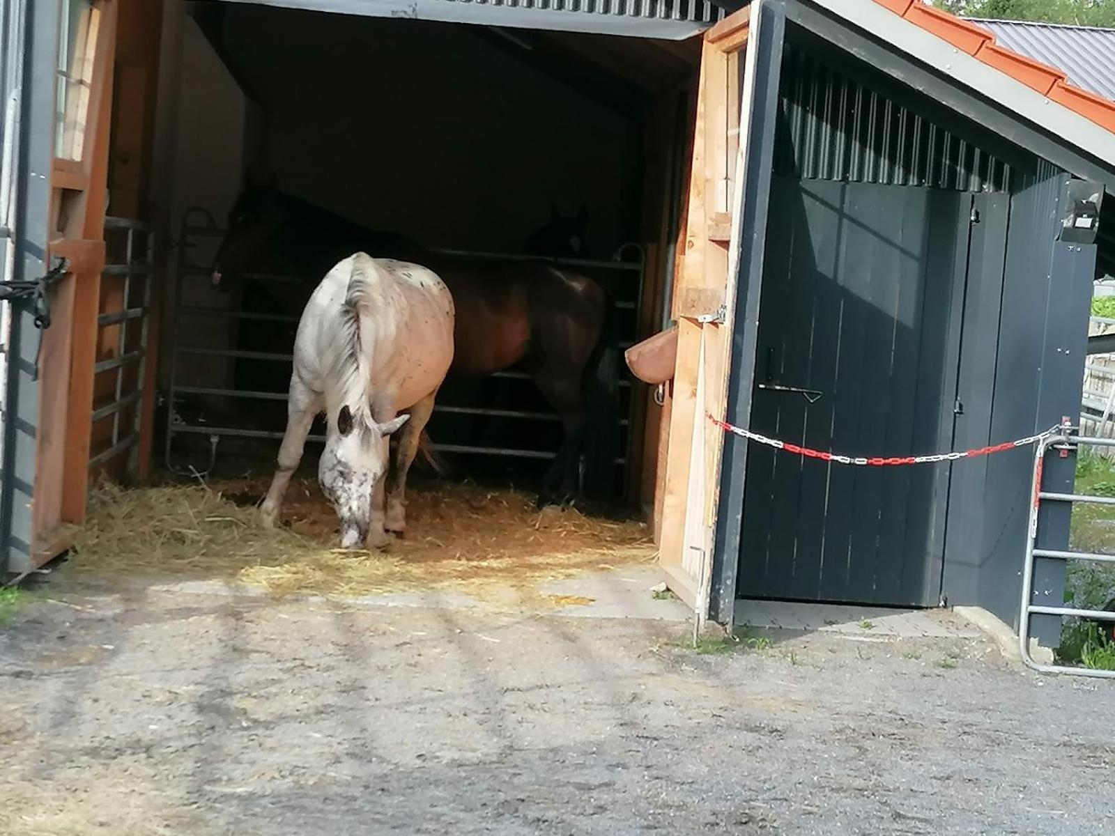 Wild Life Ranch Villa Schöfweg Exterior foto